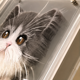 3D Acrylic Layered Pet Portrait